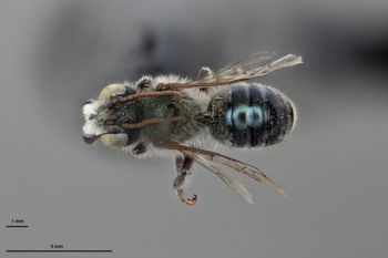 Media type: image;   Entomology 795019 Aspect: habitus dorsal view